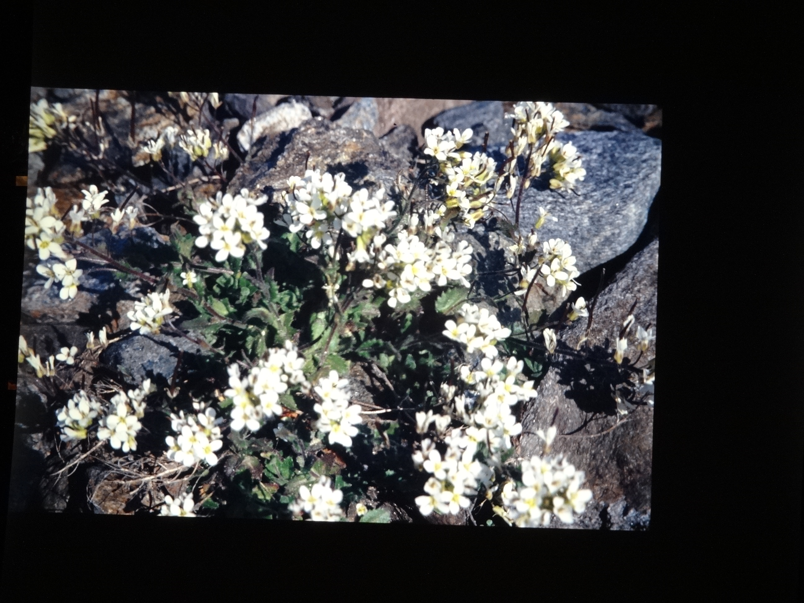 2001_brixe_blumen210___von_Ordner___2001_2002dias_warth_blumen