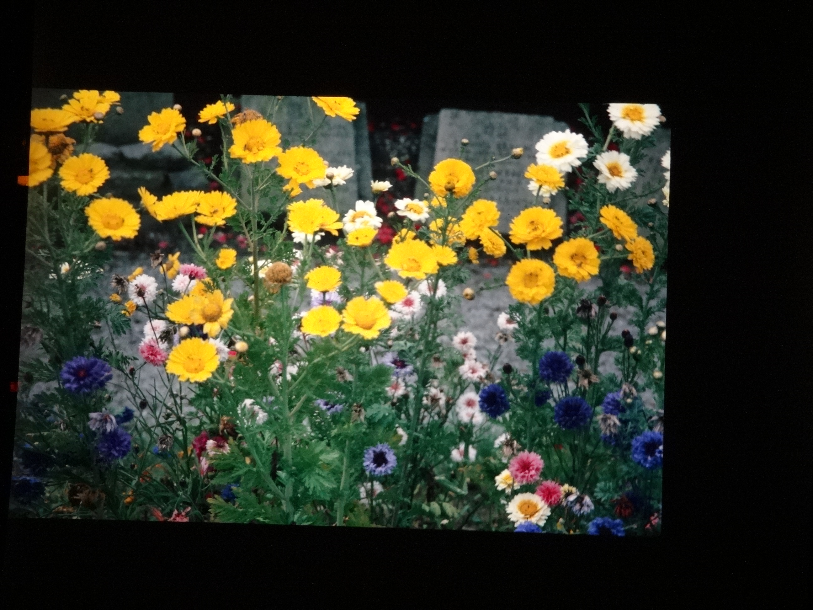 2001_brixe_blumen220___von_Ordner___2001_2002dias_warth_blumen