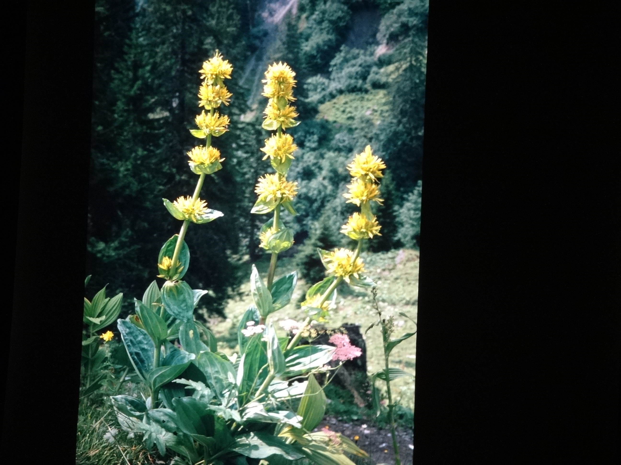 2001_brixe_blumen230___von_Ordner___2001_2002dias_warth_blumen