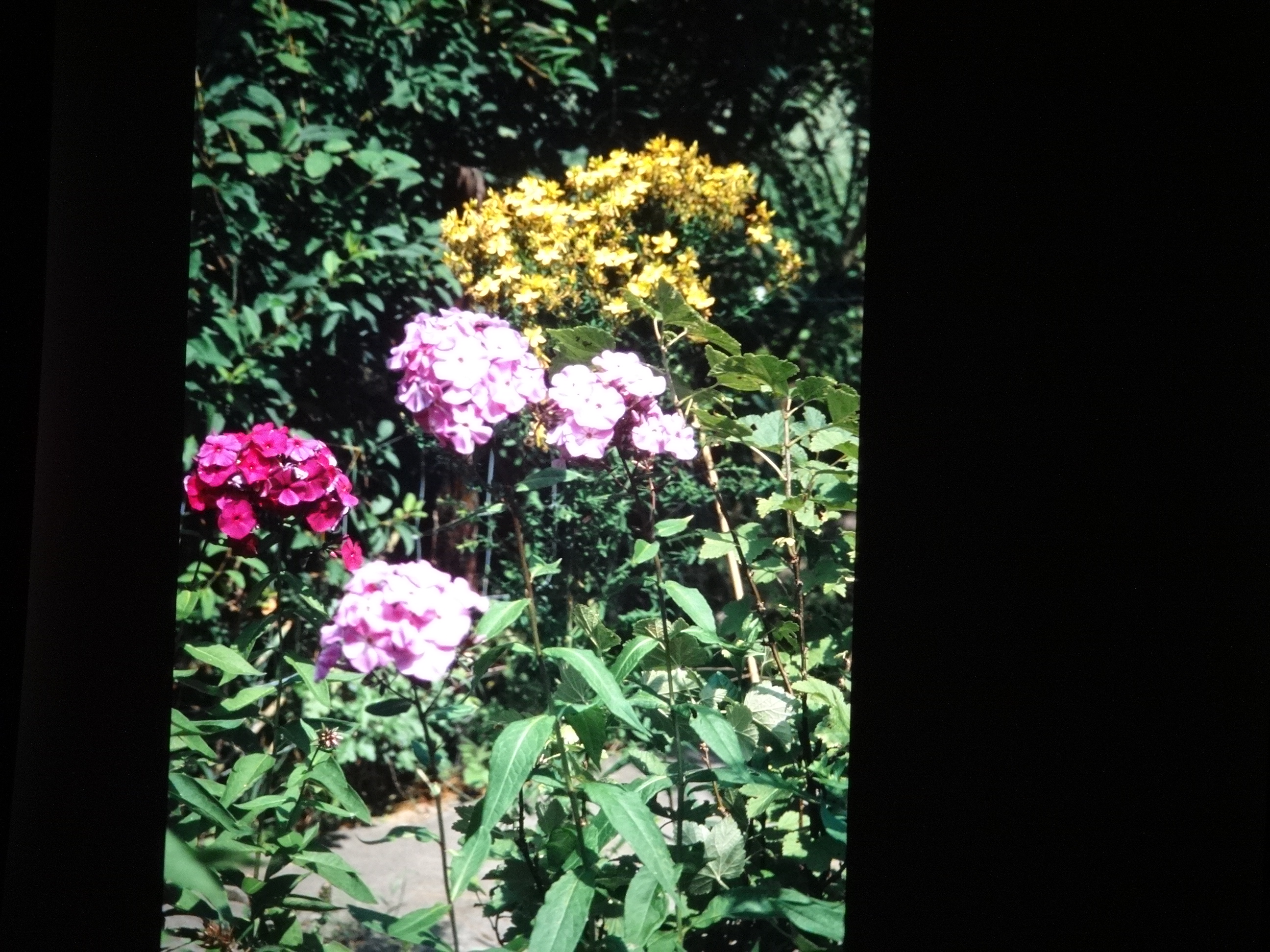 2001_brixe_blumen240___von_Ordner___2001_2002dias_warth_blumen