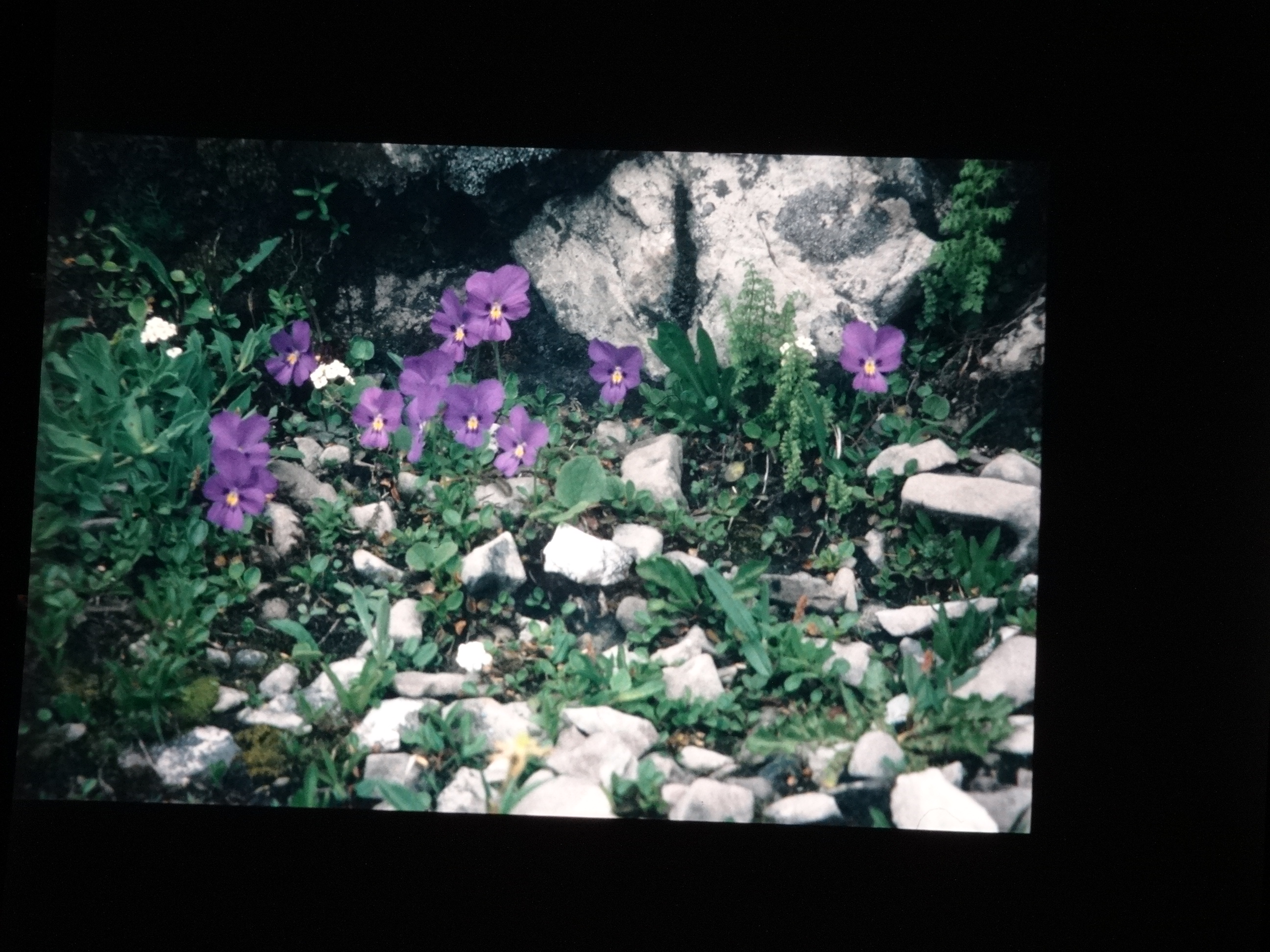 2001_brixe_blumen250___von_Ordner___2001_2002dias_warth_blumen