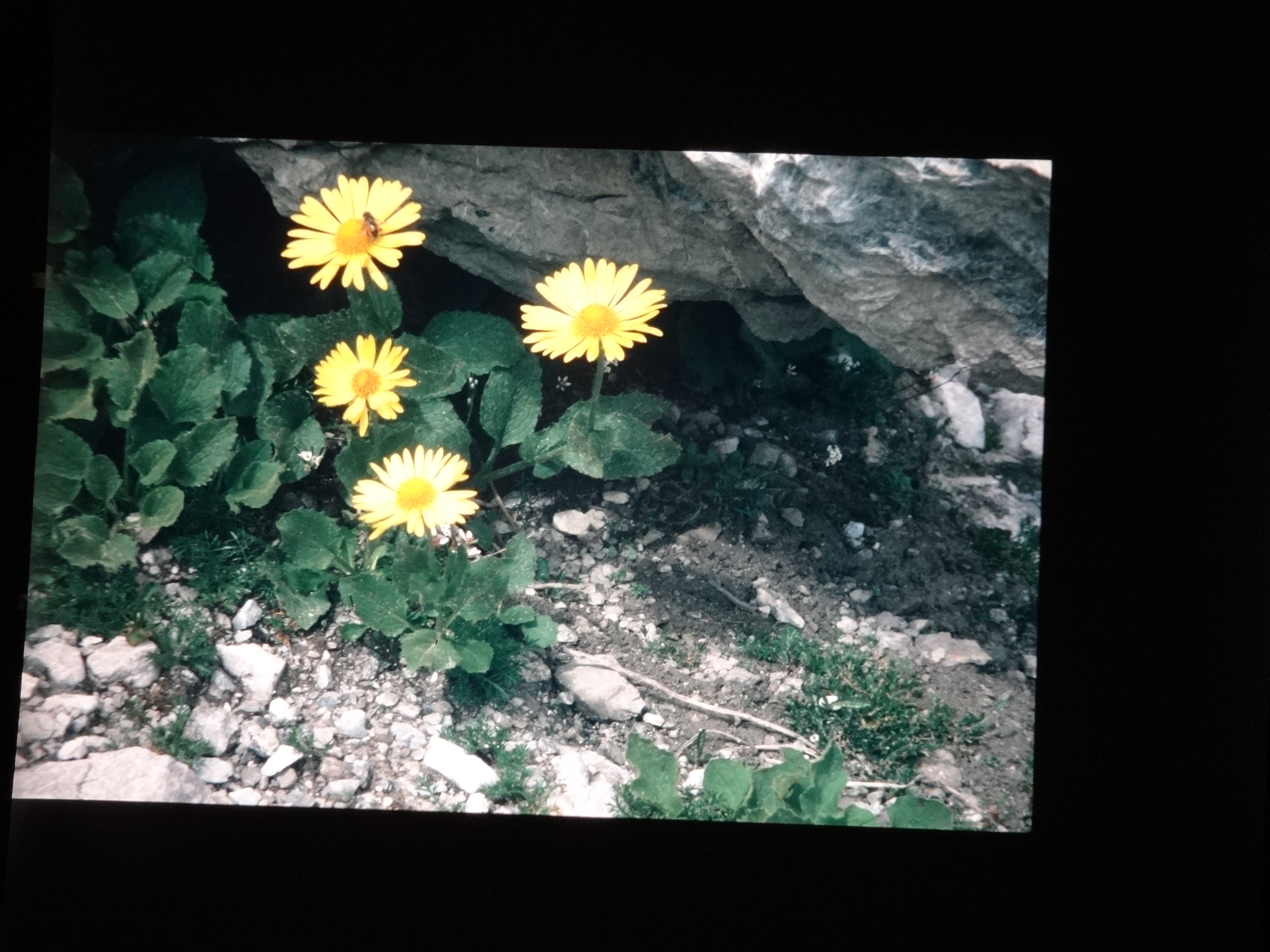 2001_brixe_blumen260___von_Ordner___2001_2002dias_warth_blumen