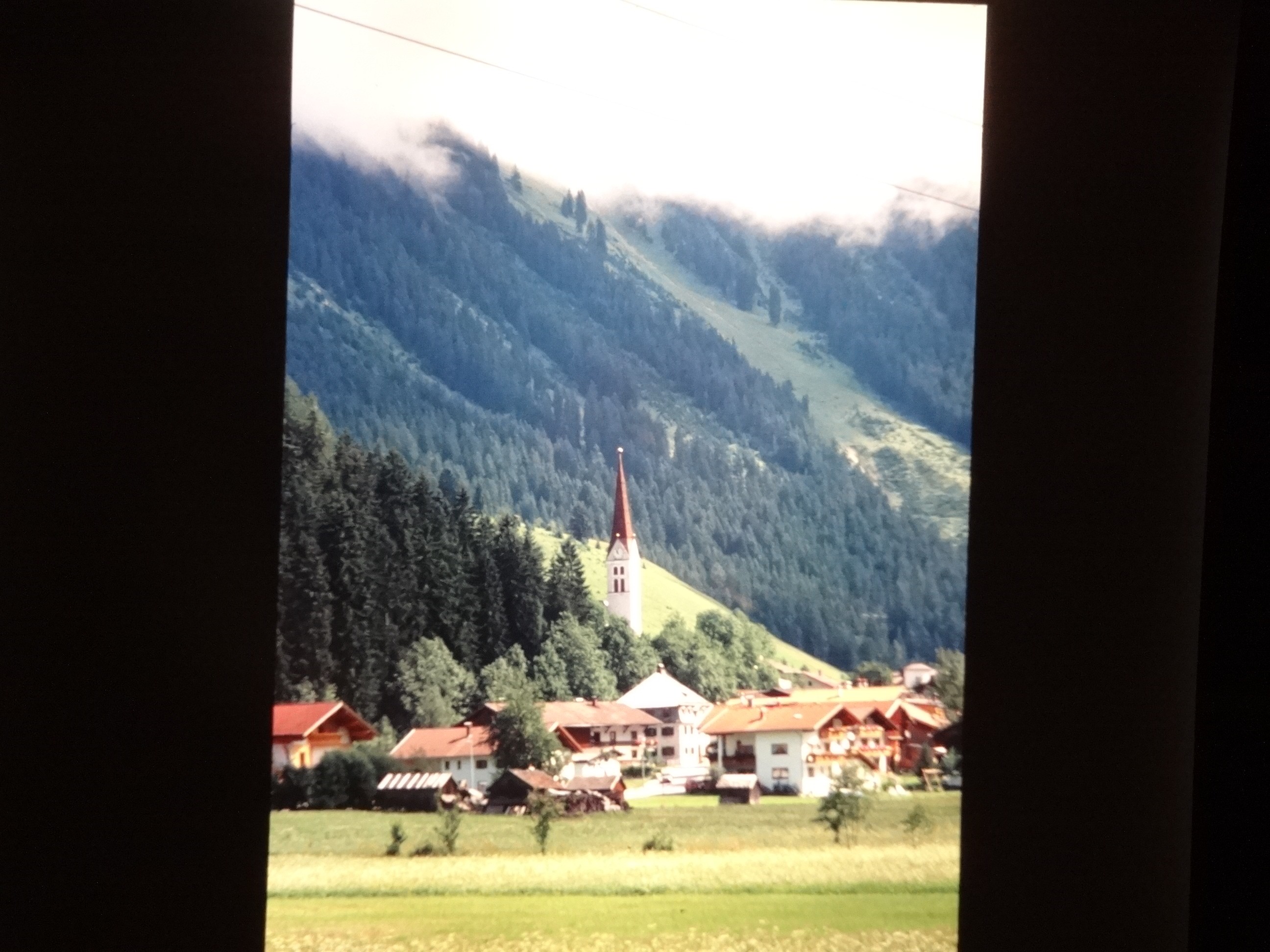 2001_warth020___von_Ordner___2001_2002dias_warth_blumen