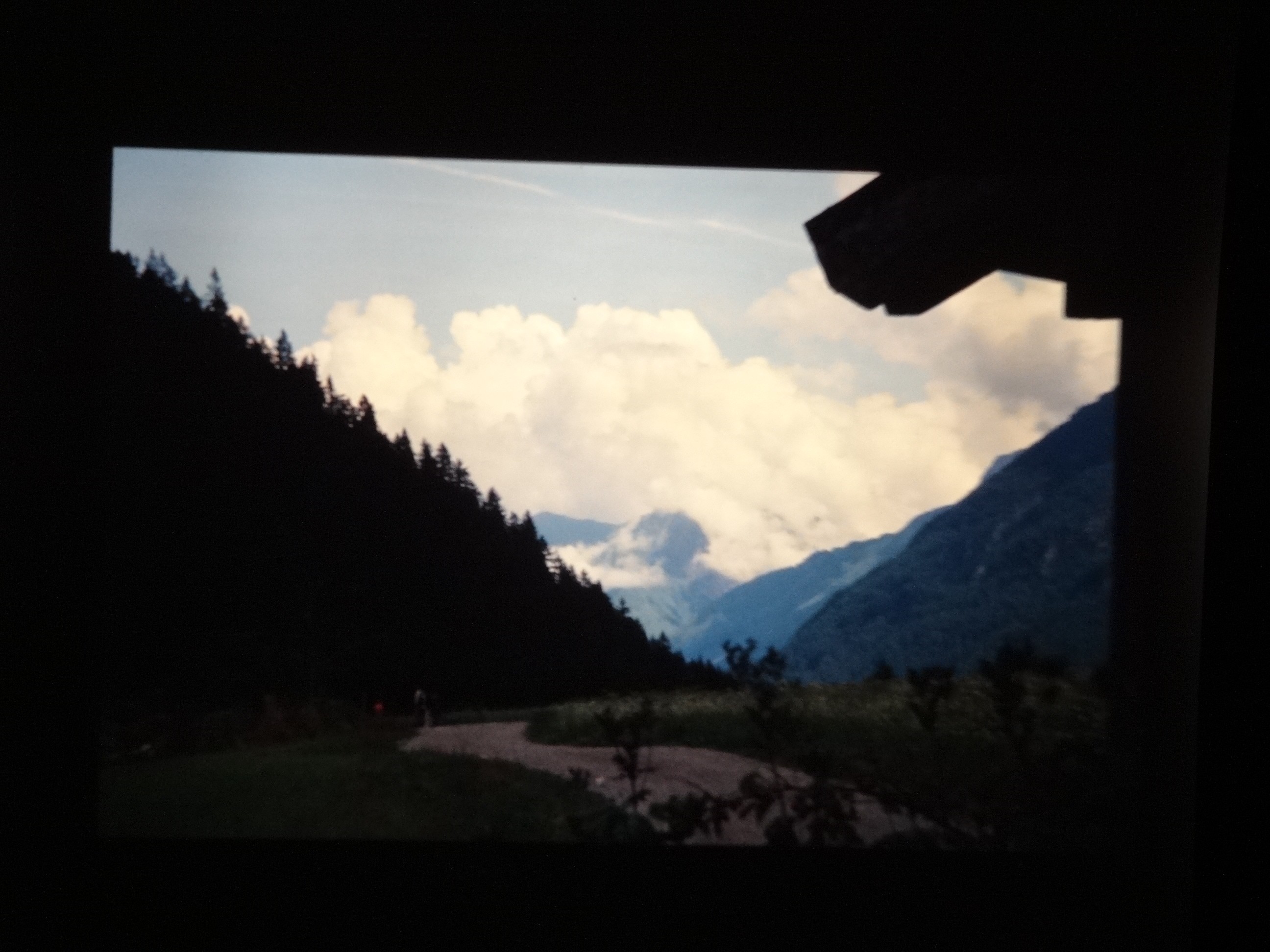 2001_warth030___von_Ordner___2001_2002dias_warth_blumen