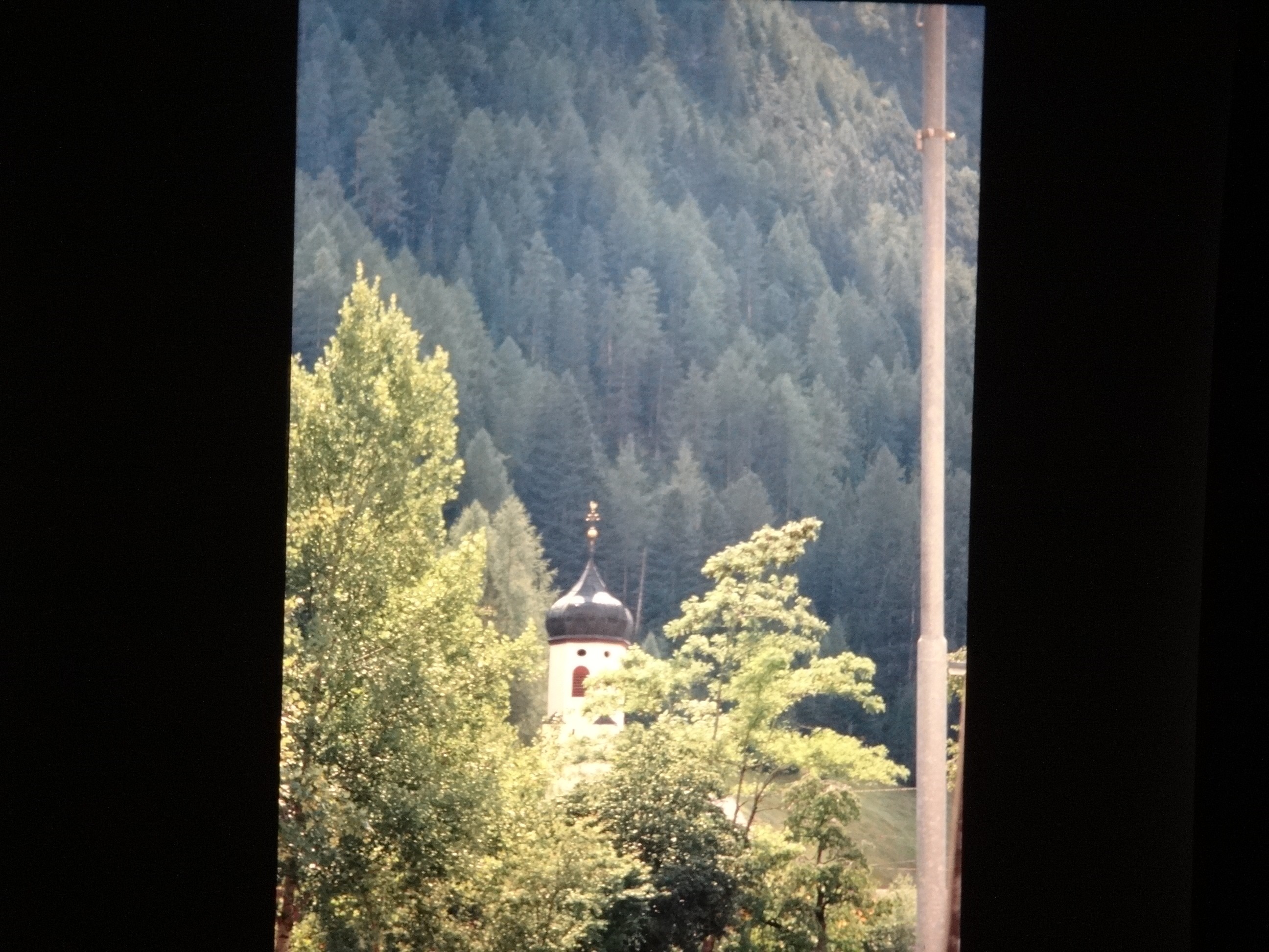 2001_warth070___von_Ordner___2001_2002dias_warth_blumen