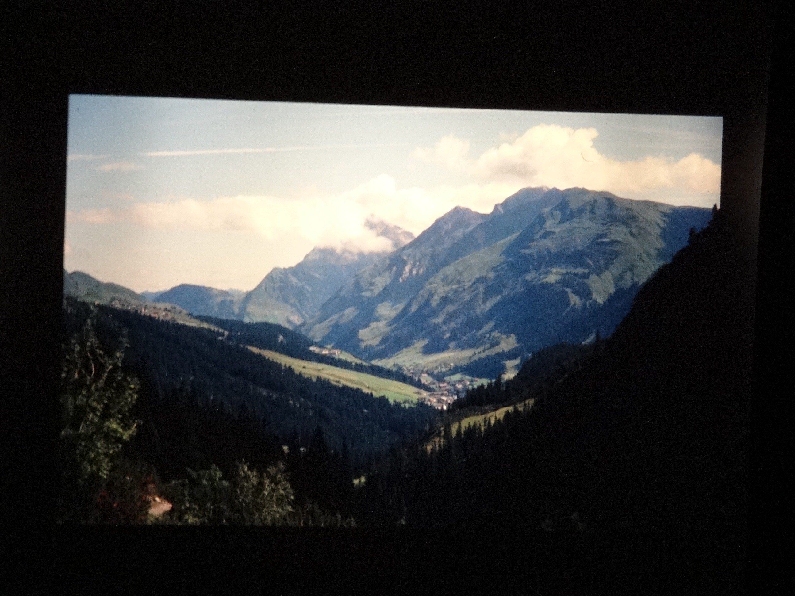 2001_warth080___von_Ordner___2001_2002dias_warth_blumen