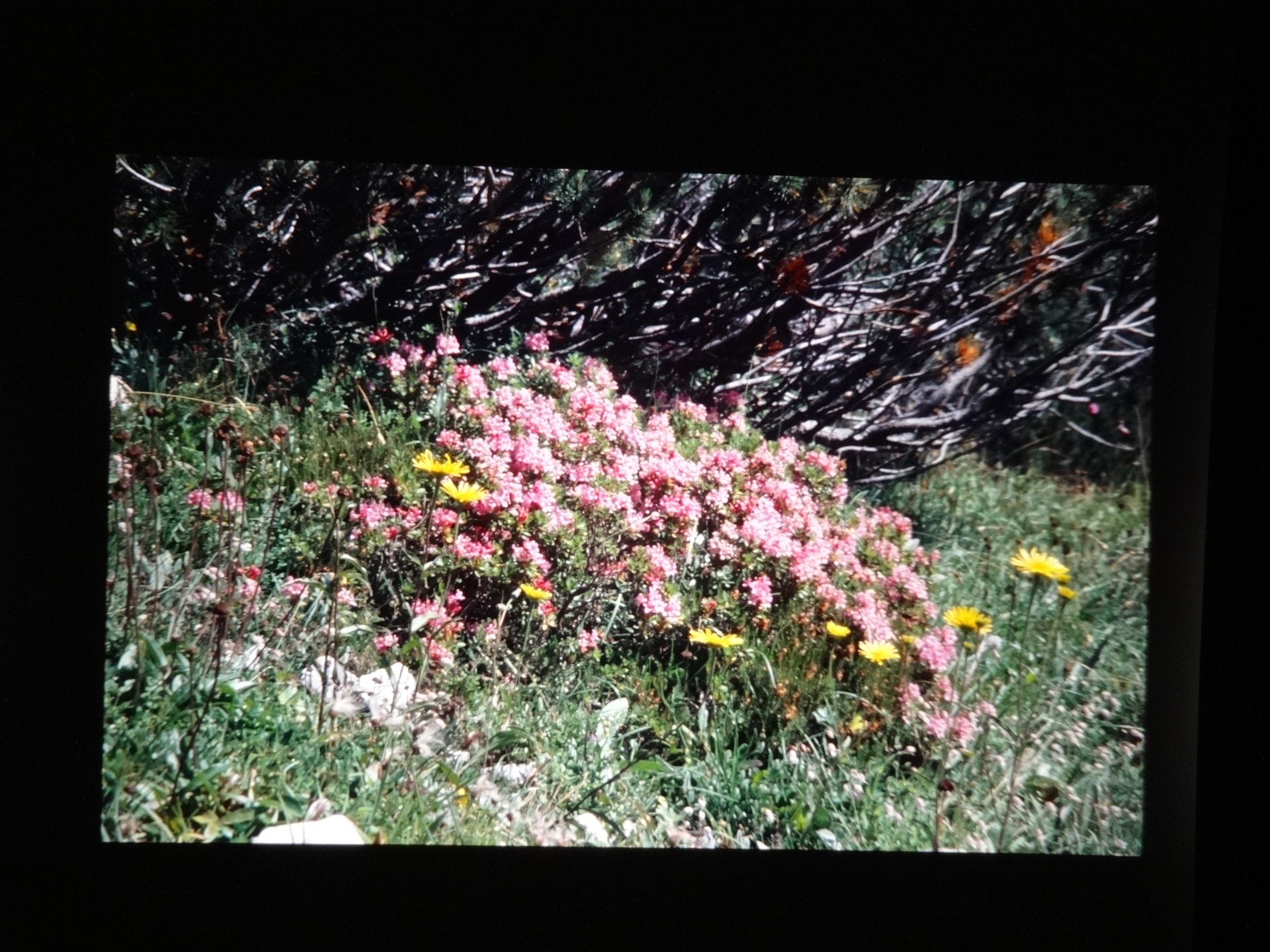 2001_warth090___von_Ordner___2001_2002dias_warth_blumen