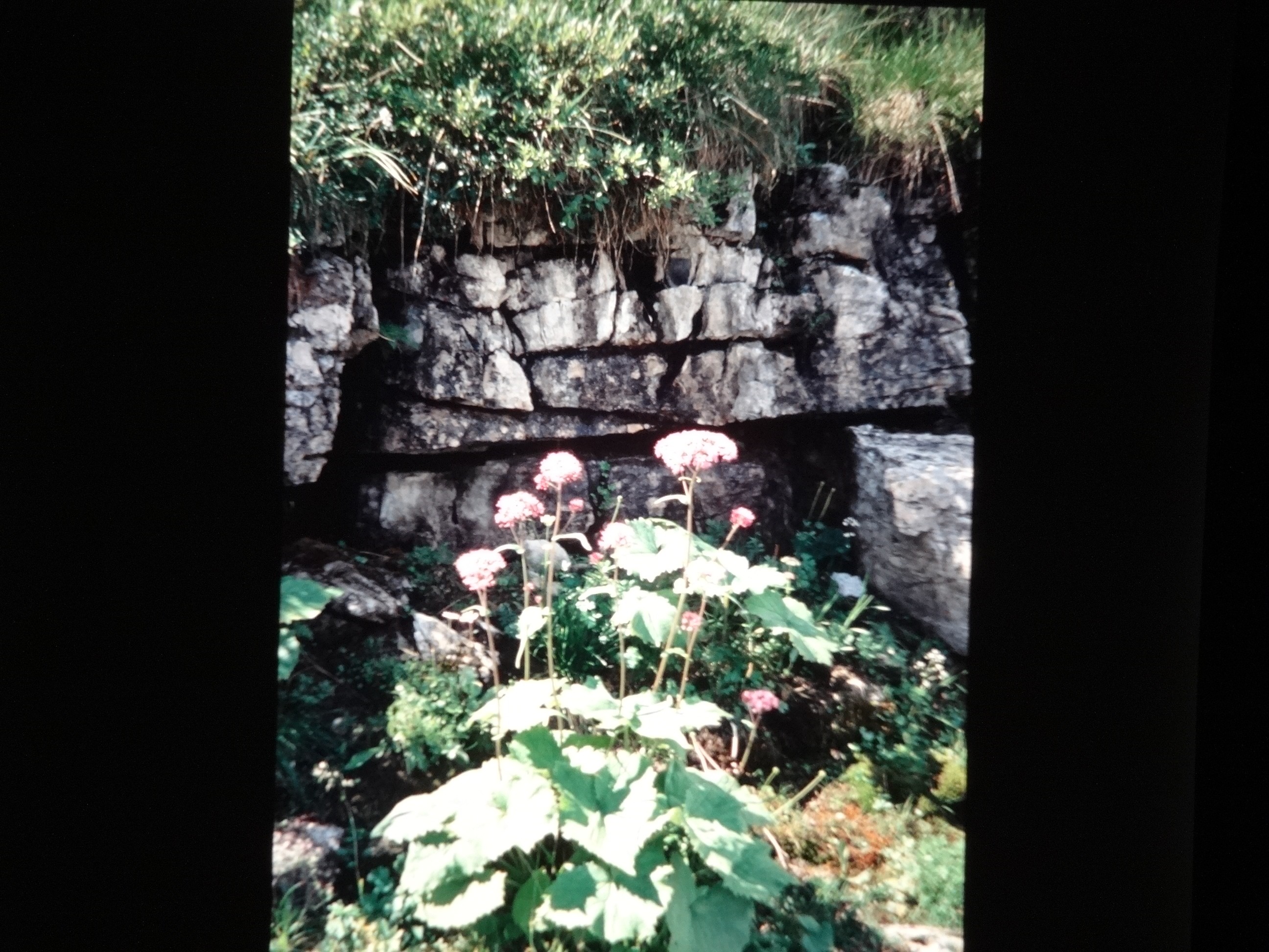 2001_warth100___von_Ordner___2001_2002dias_warth_blumen