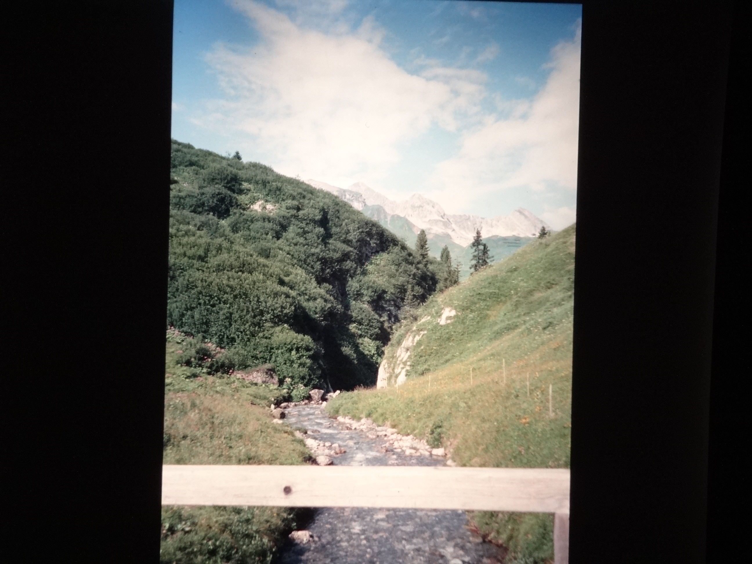 2001_warth120___von_Ordner___2001_2002dias_warth_blumen