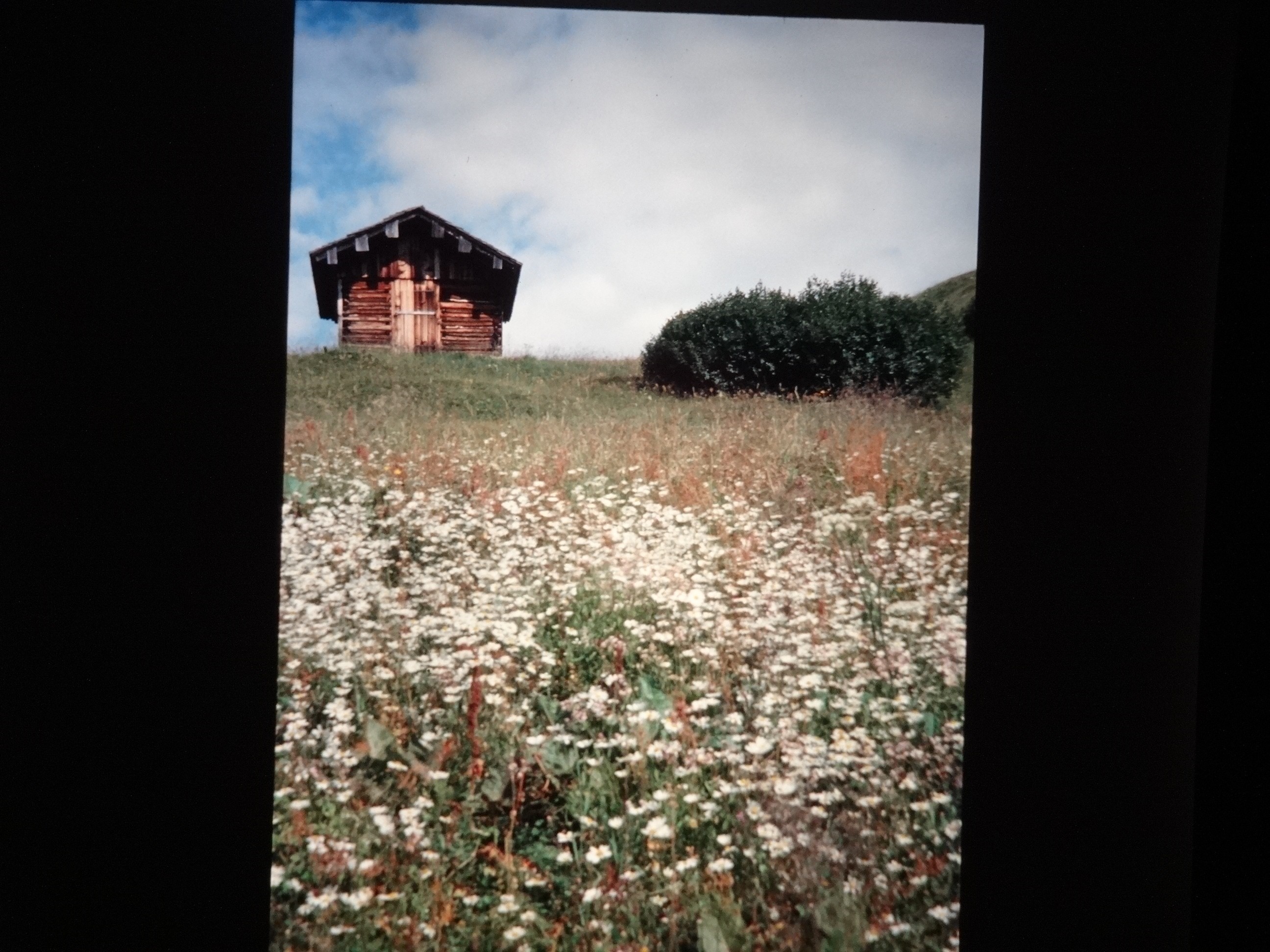 2001_warth130___von_Ordner___2001_2002dias_warth_blumen