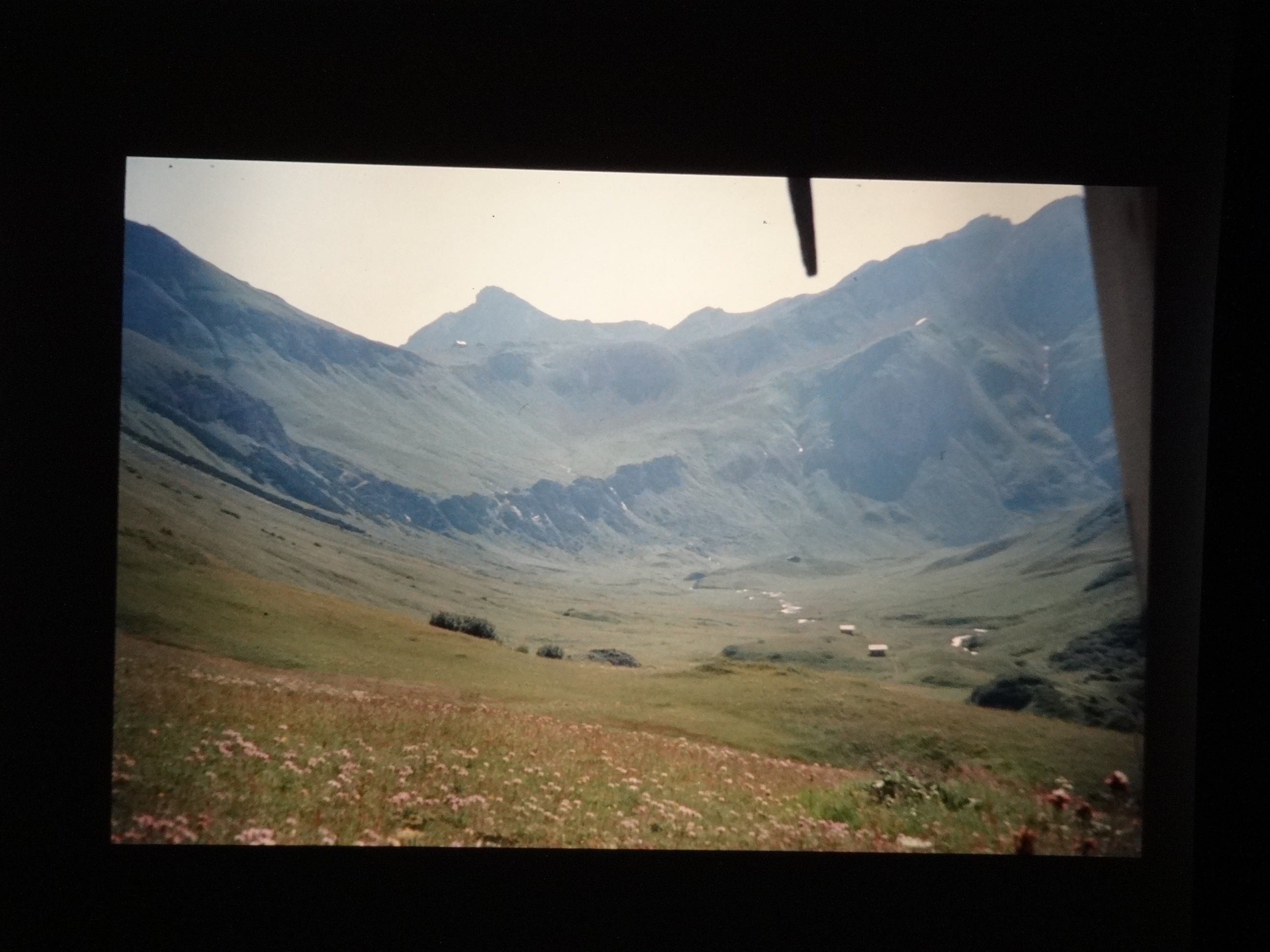 2001_warth140___von_Ordner___2001_2002dias_warth_blumen