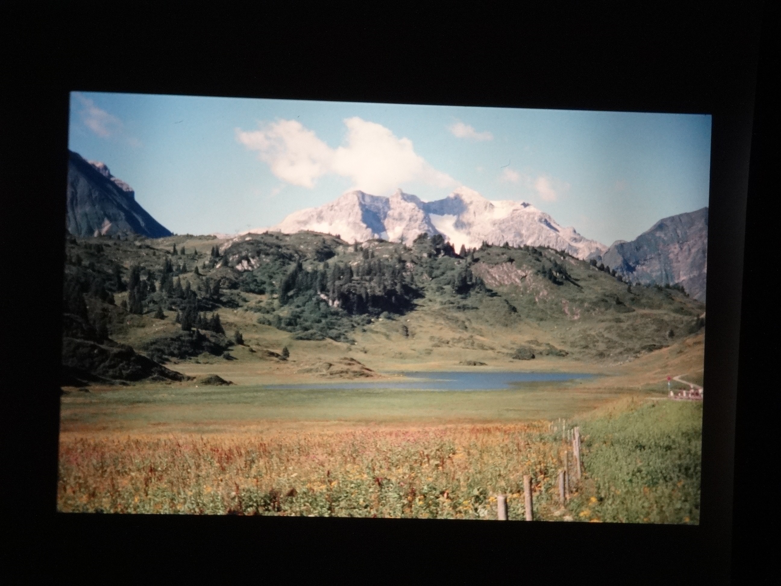 2001_warth150___von_Ordner___2001_2002dias_warth_blumen