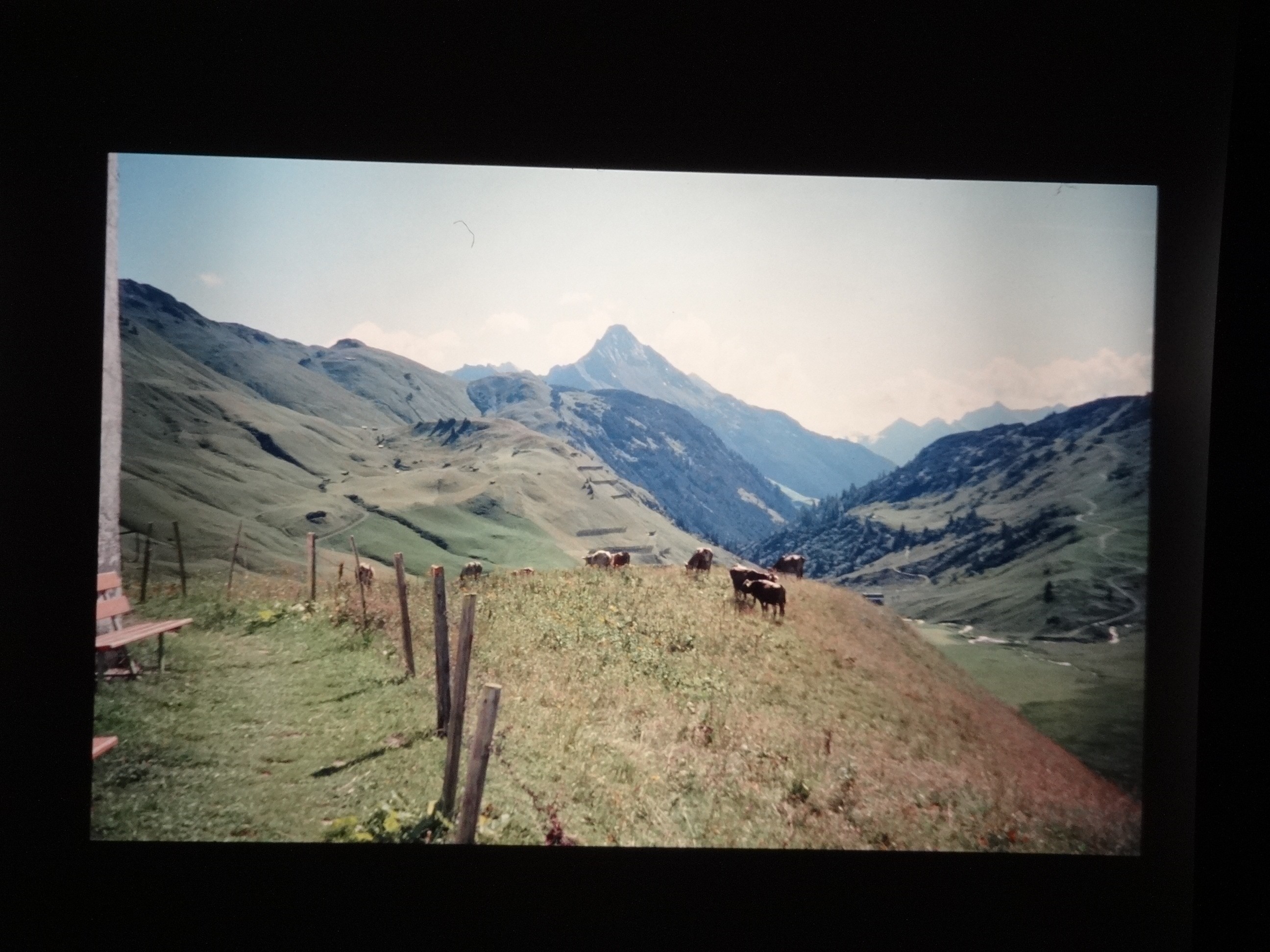 2001_warth170___von_Ordner___2001_2002dias_warth_blumen