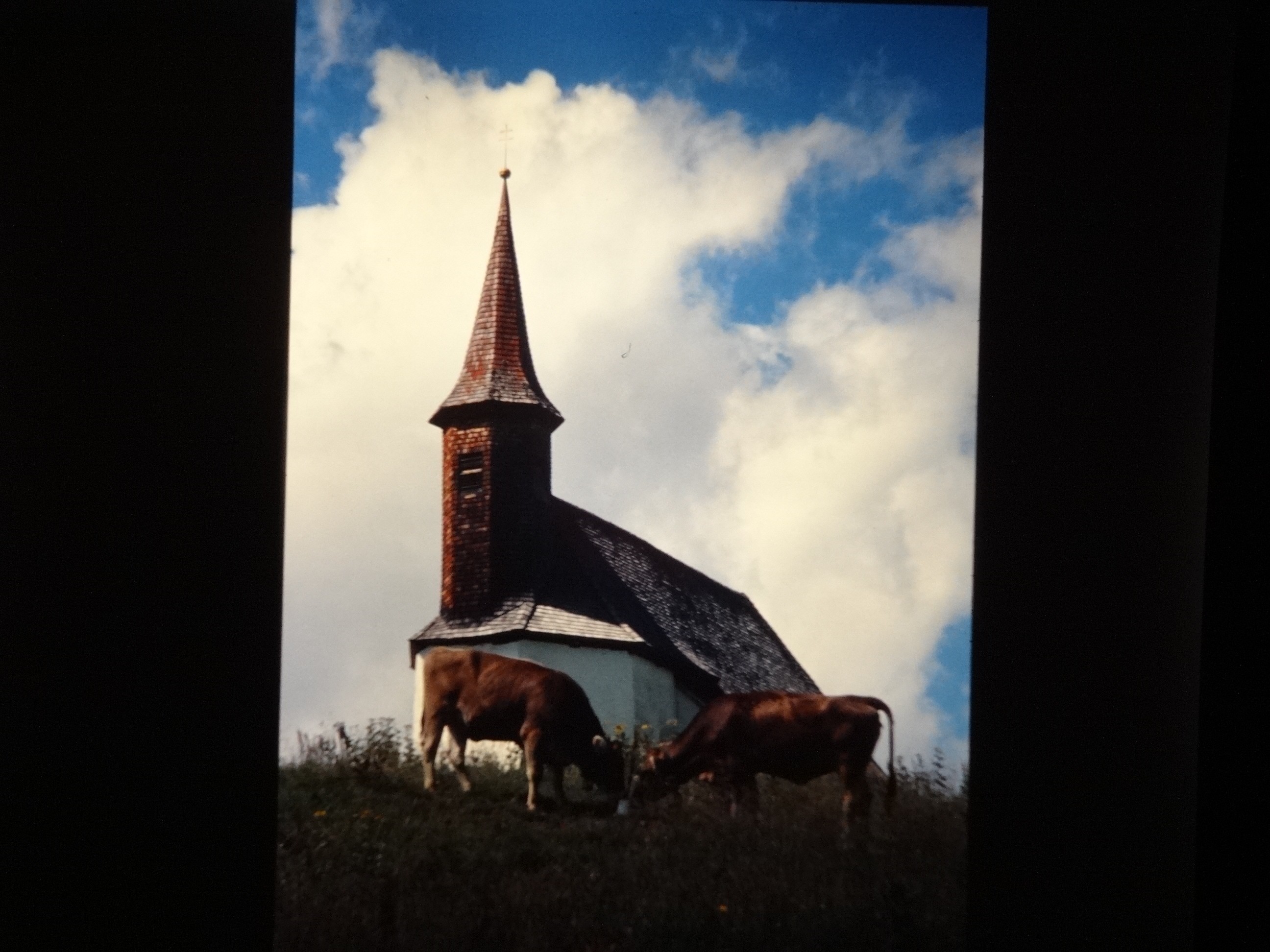 2001_warth180___von_Ordner___2001_2002dias_warth_blumen