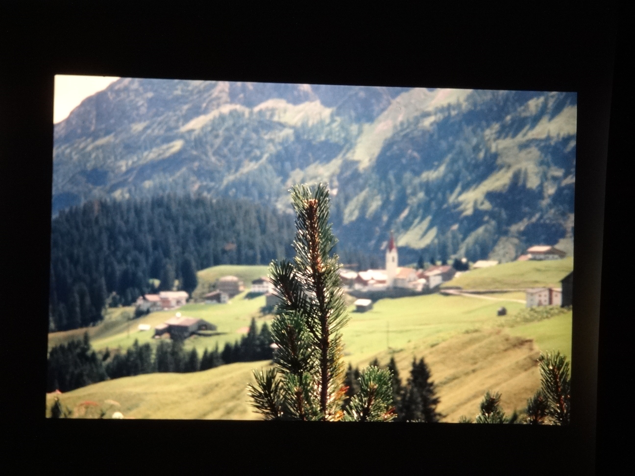 2001_warth190___von_Ordner___2001_2002dias_warth_blumen