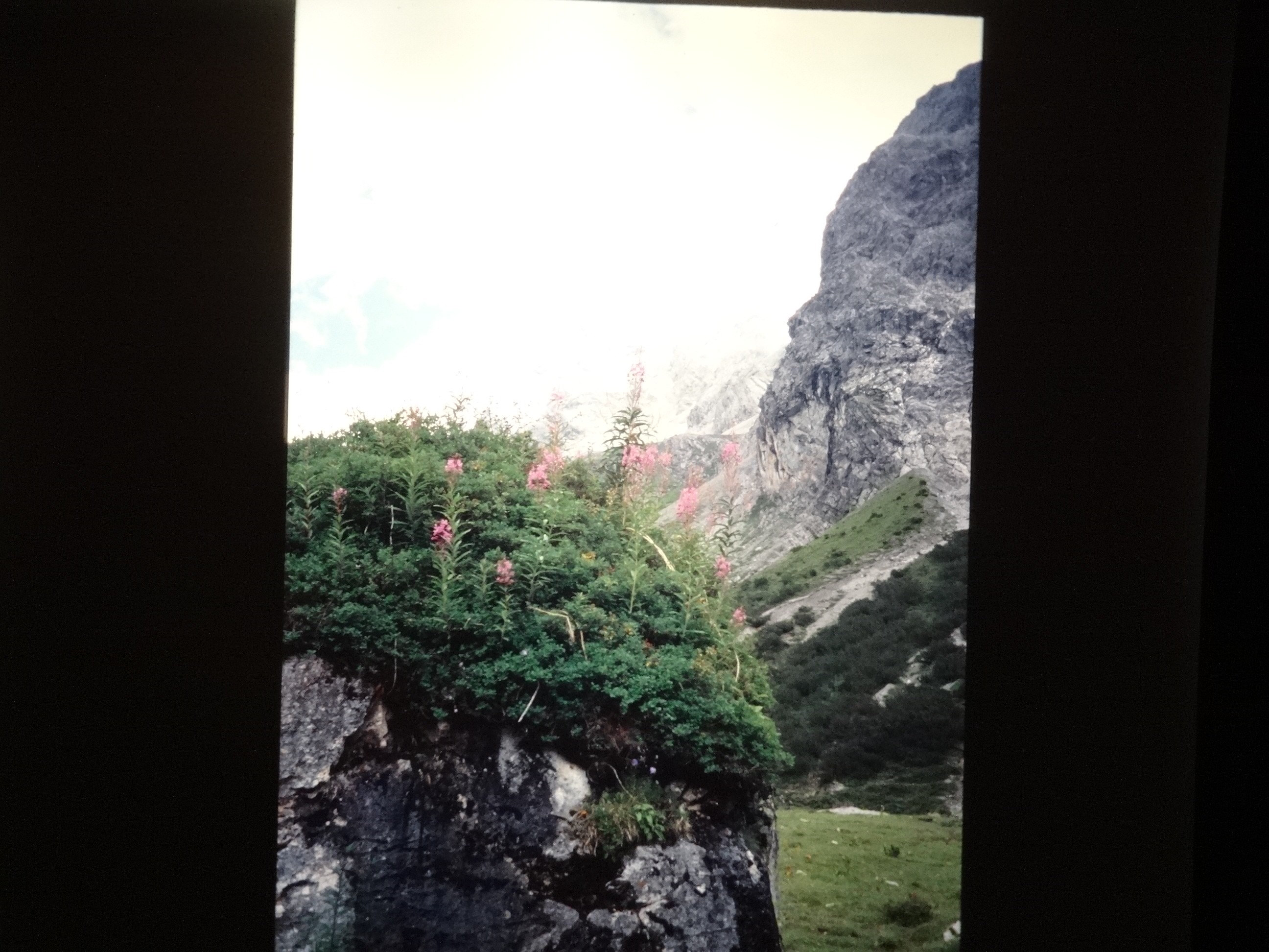 2001_warth220___von_Ordner___2001_2002dias_warth_blumen