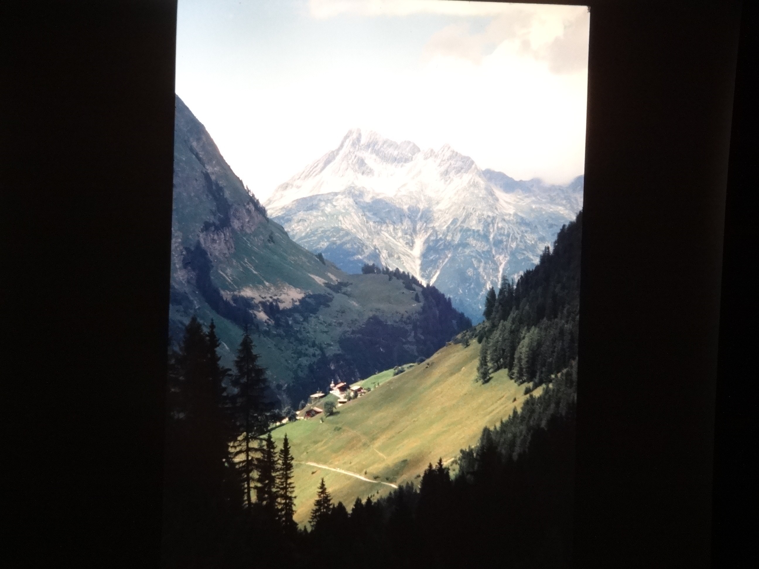 2001_warth230___von_Ordner___2001_2002dias_warth_blumen