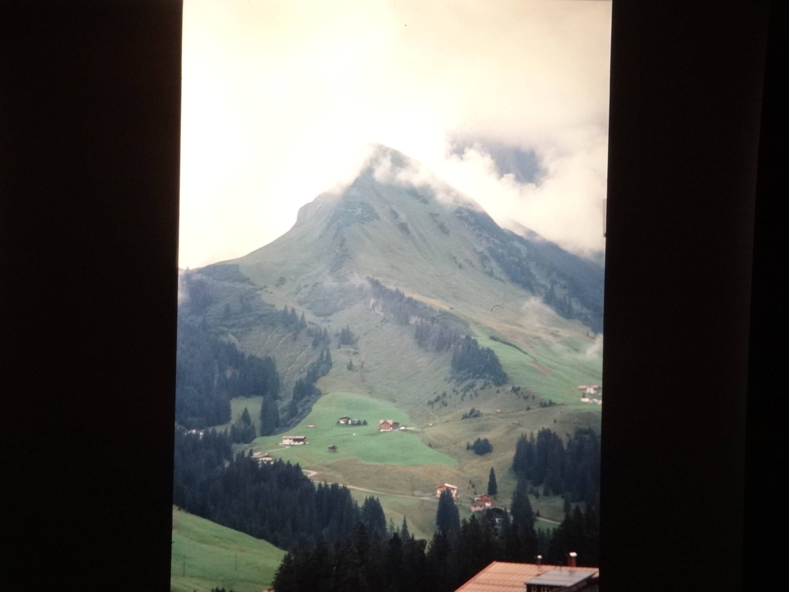 2001_warth260___von_Ordner___2001_2002dias_warth_blumen