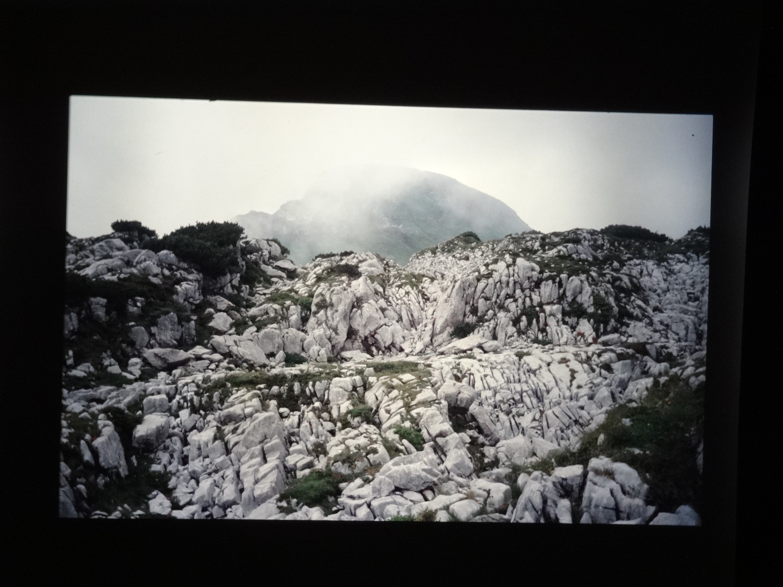 2001_warth300___von_Ordner___2001_2002dias_warth_blumen