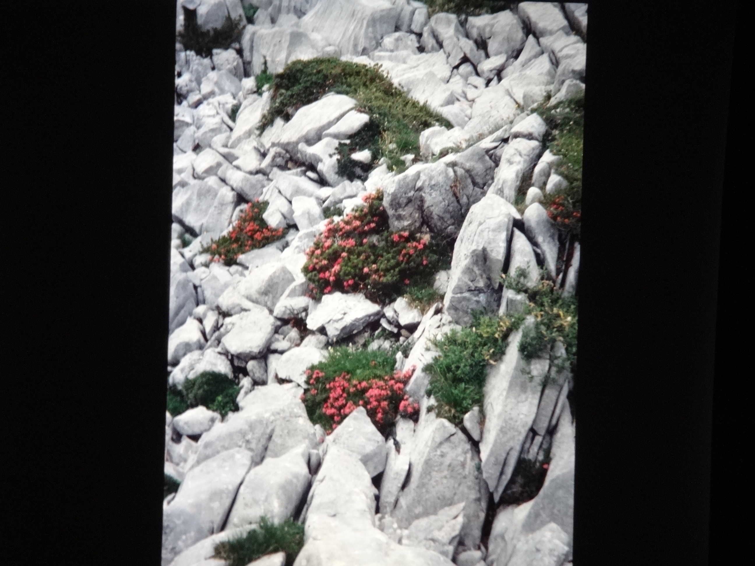 2001_warth310___von_Ordner___2001_2002dias_warth_blumen