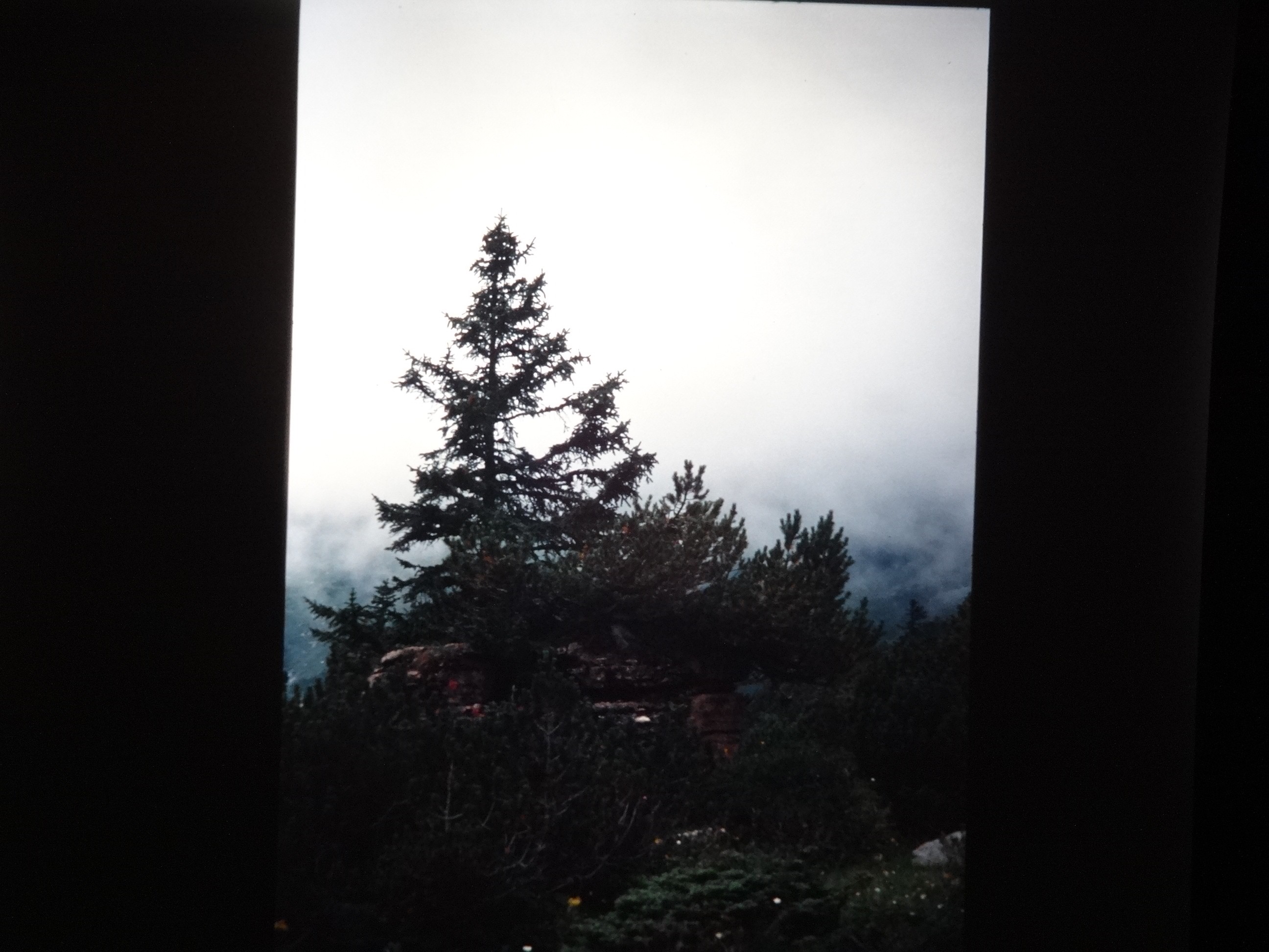 2001_warth320___von_Ordner___2001_2002dias_warth_blumen