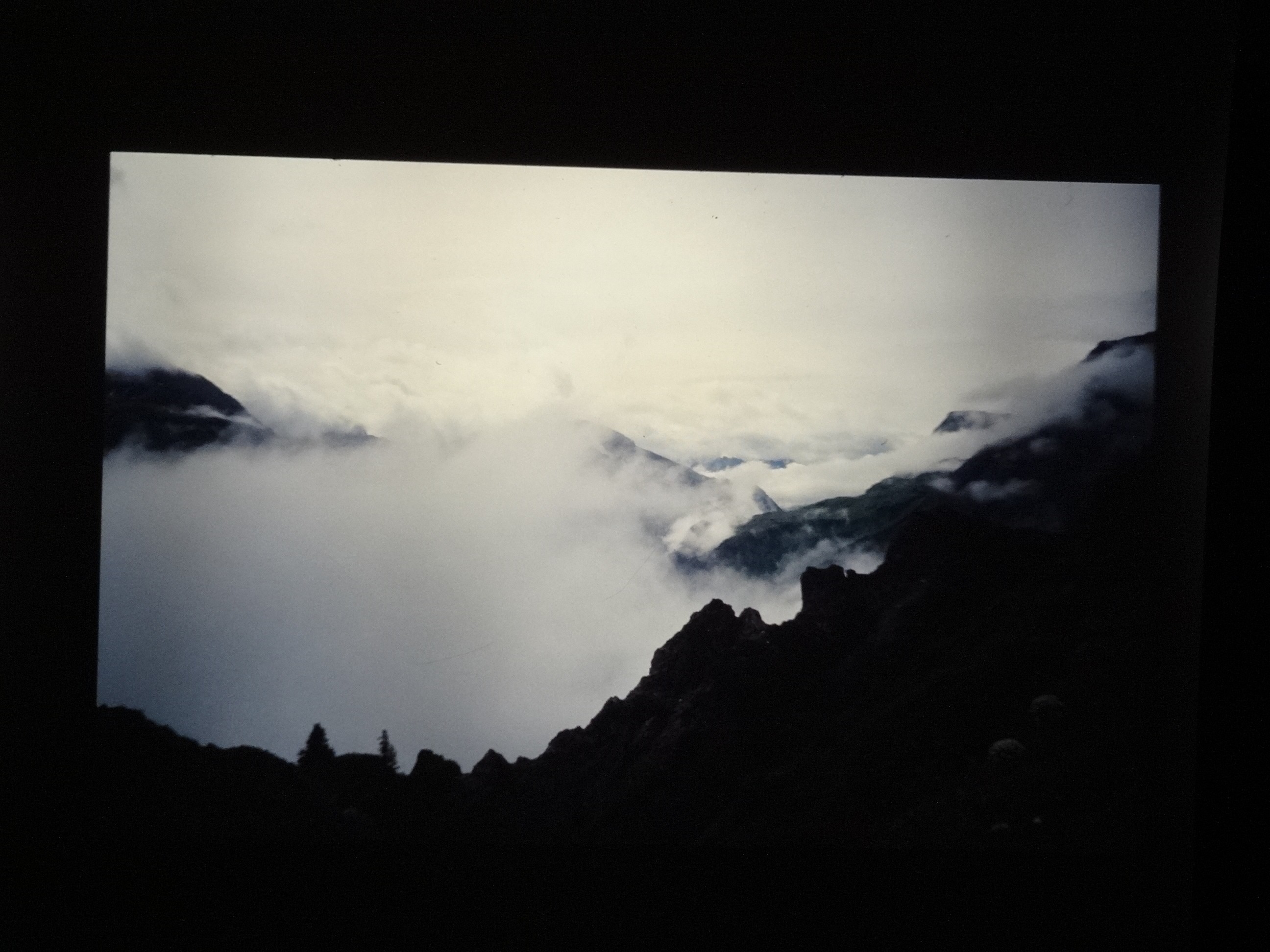 2001_warth330___von_Ordner___2001_2002dias_warth_blumen