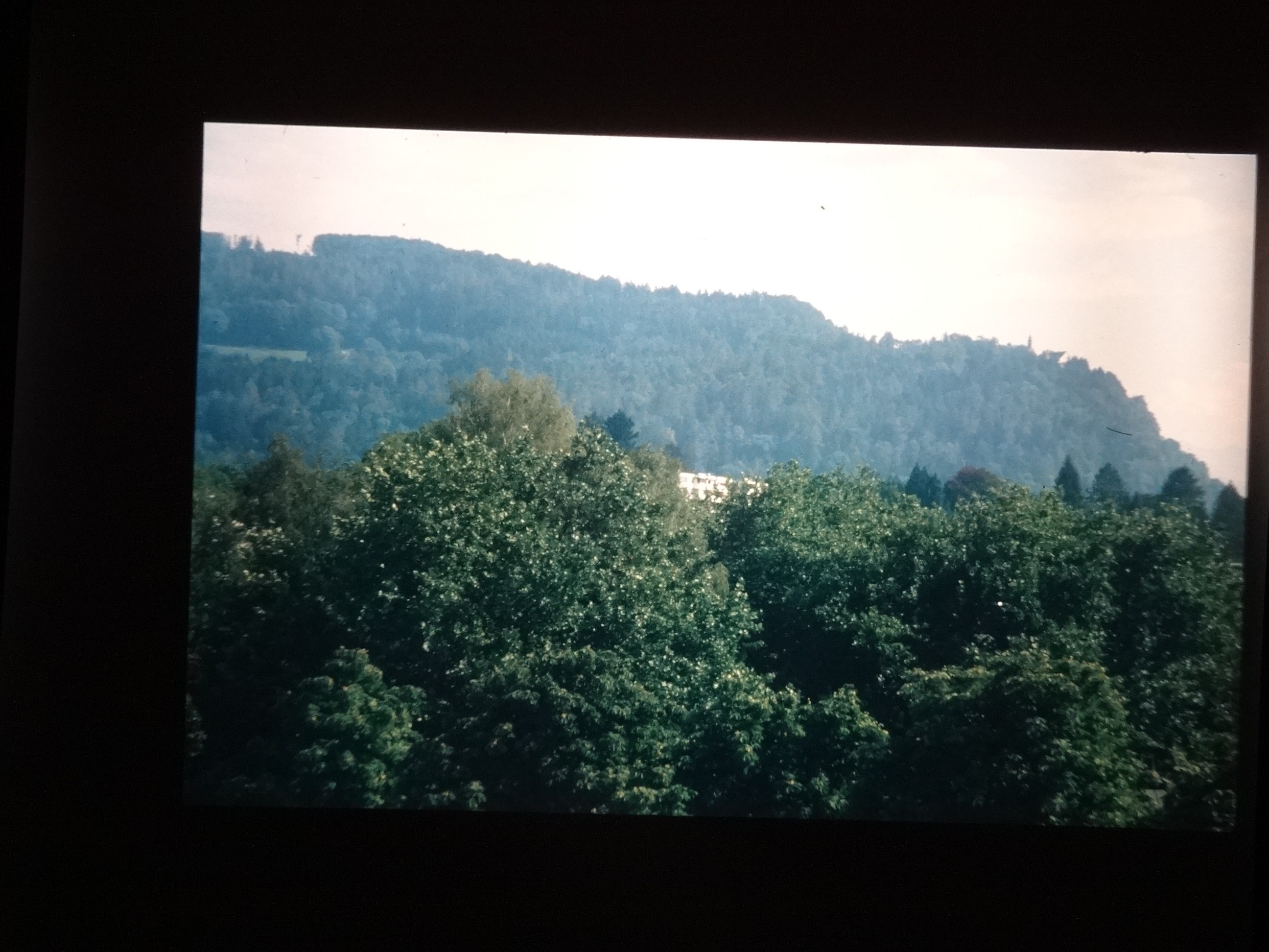 2002_warth120___von_Ordner___2001_2002dias_warth_blumen