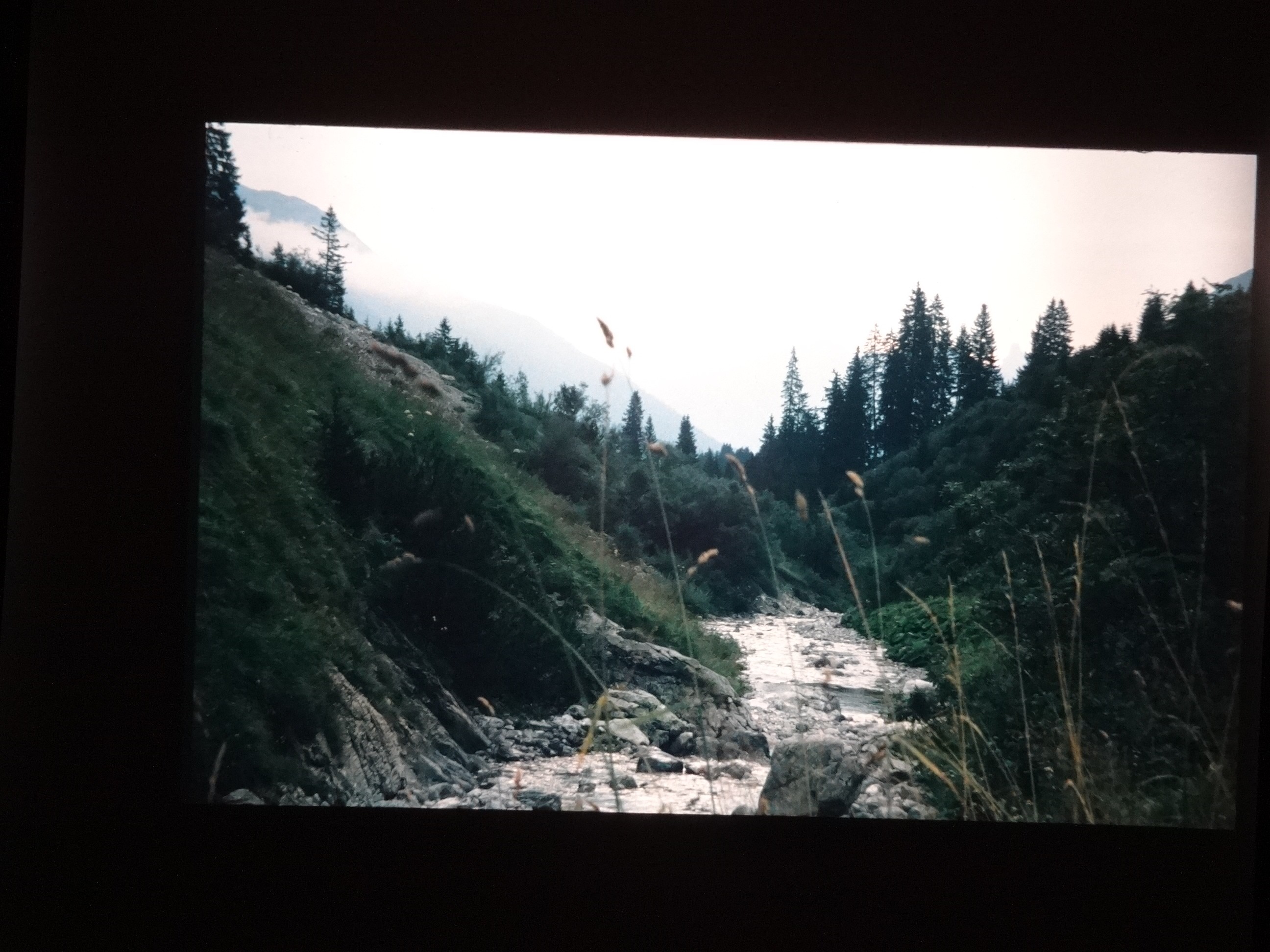 2002_warth130___von_Ordner___2001_2002dias_warth_blumen