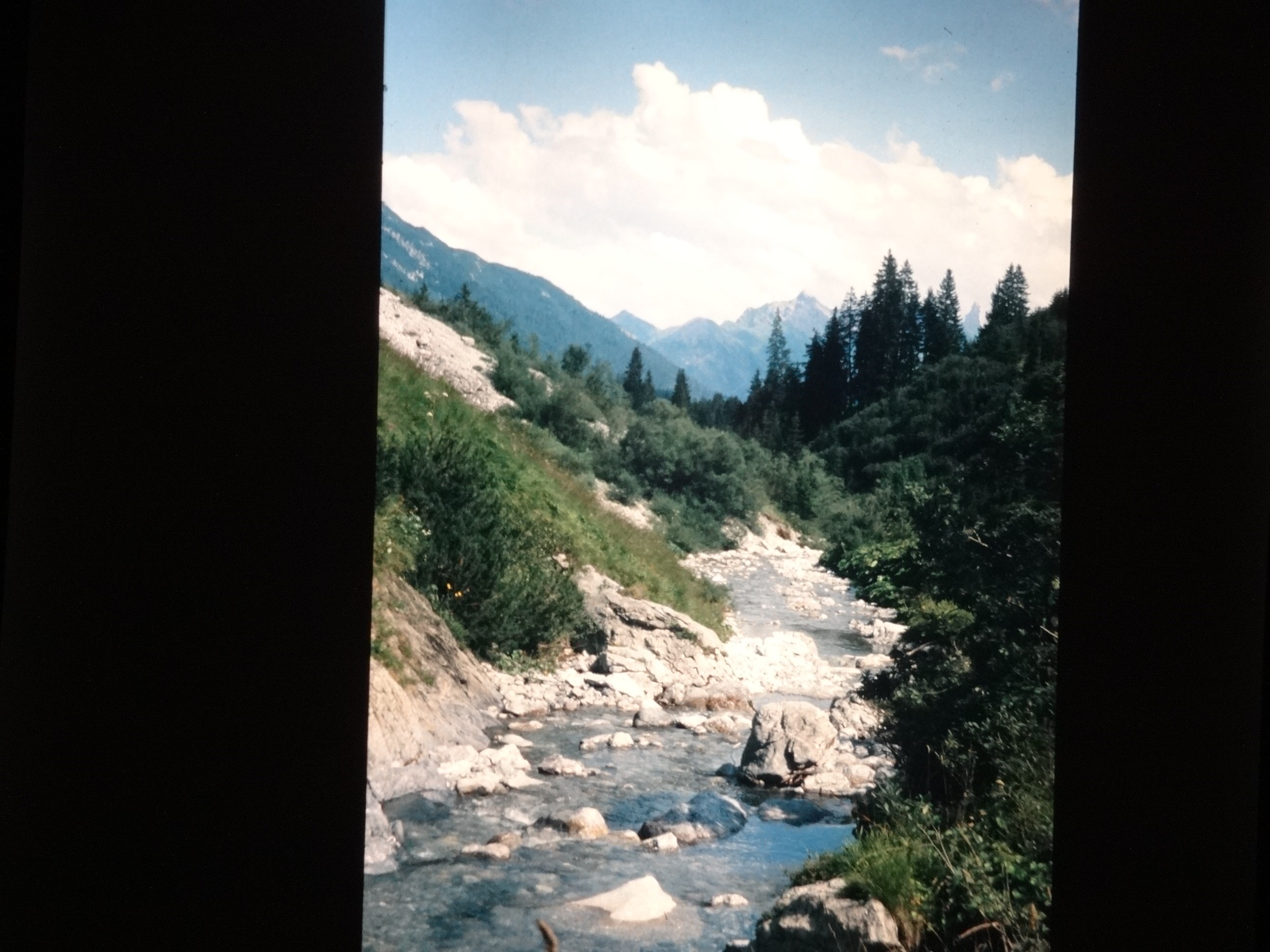 2002_warth180___von_Ordner___2001_2002dias_warth_blumen