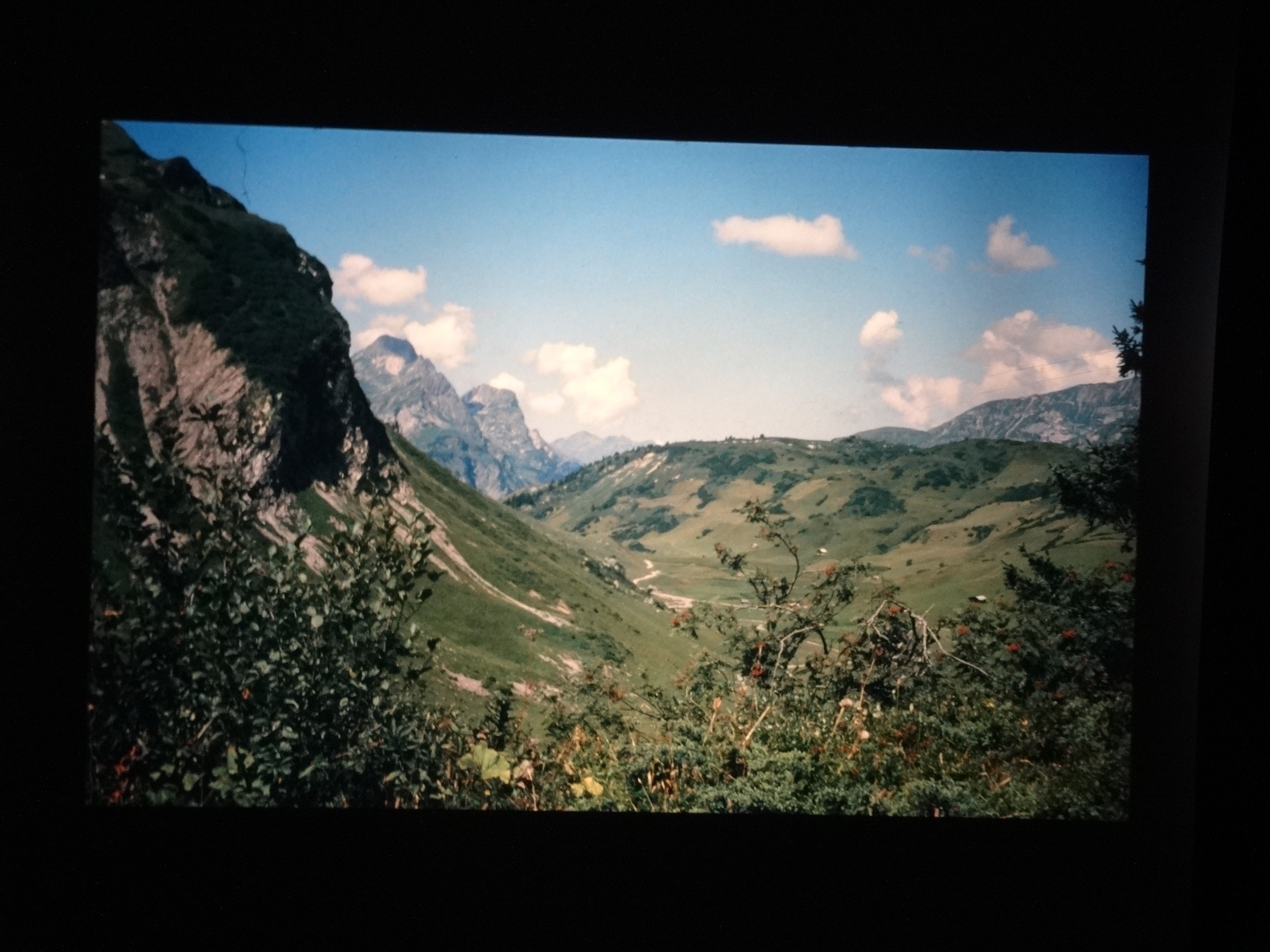 2002_warth220___von_Ordner___2001_2002dias_warth_blumen