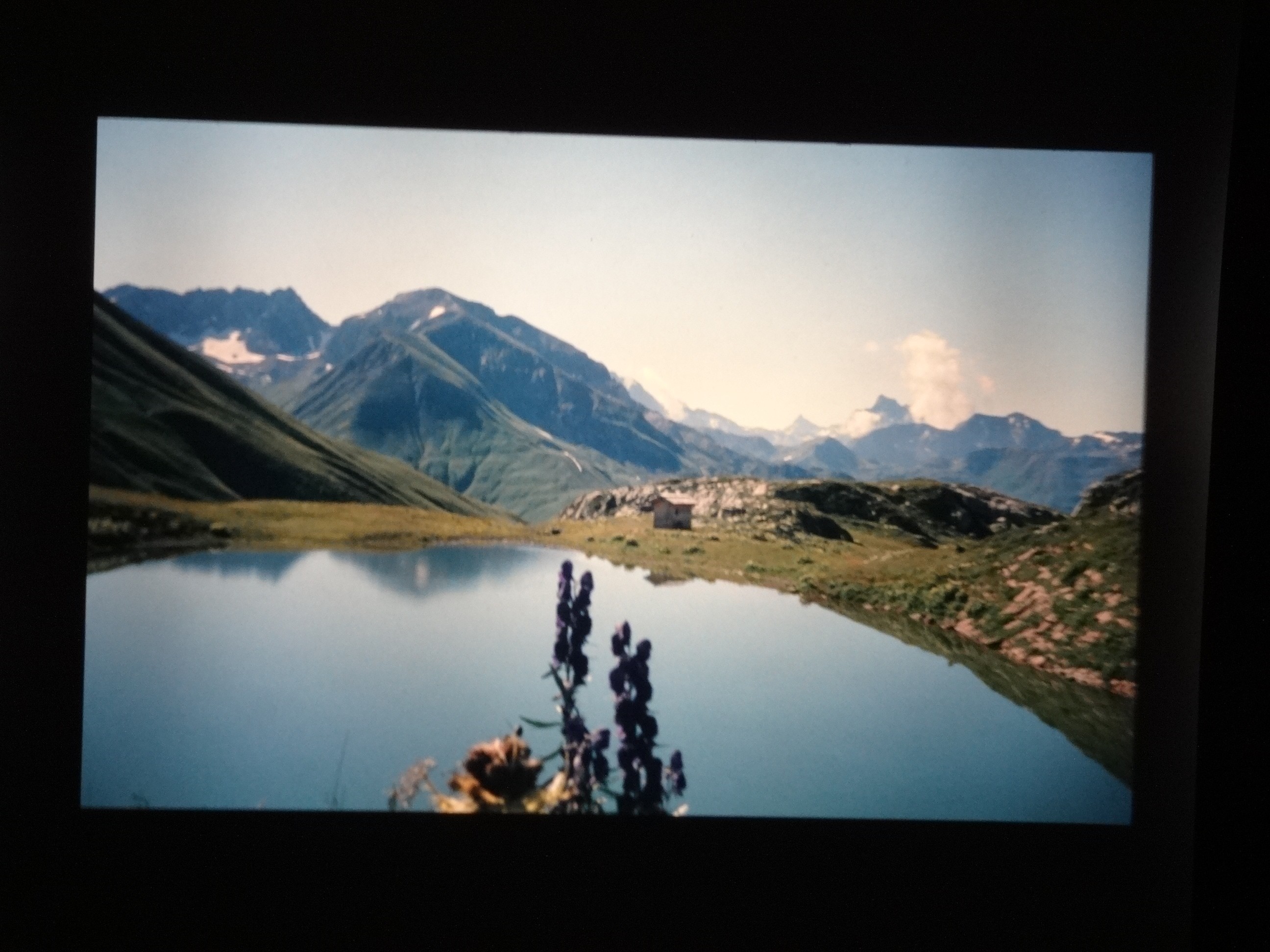 2002_warth230___von_Ordner___2001_2002dias_warth_blumen