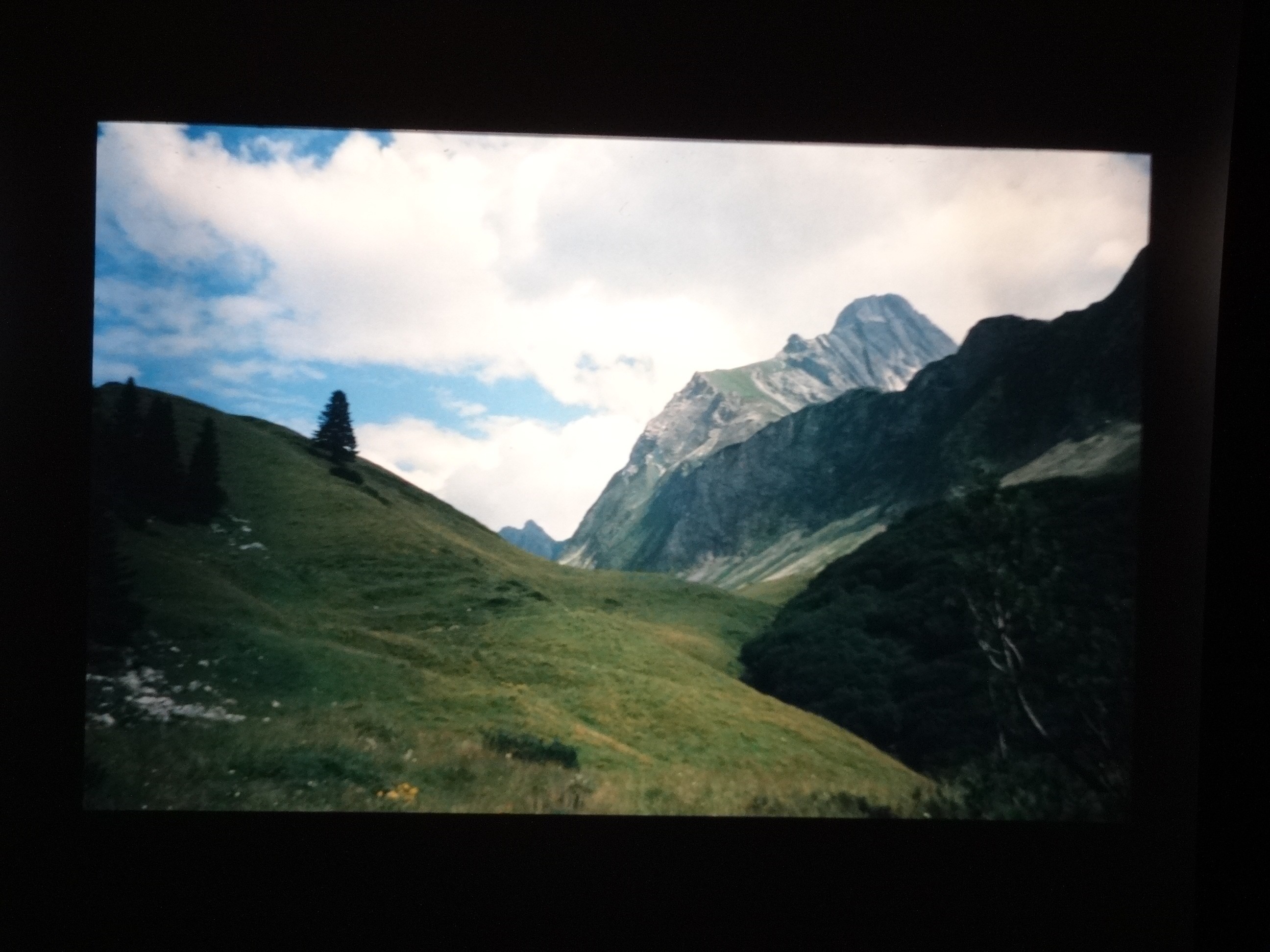 2002_warth240___von_Ordner___2001_2002dias_warth_blumen