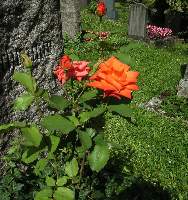 0stadtfriedhof_tuebingen010