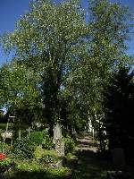 0stadtfriedhof_tuebingen020