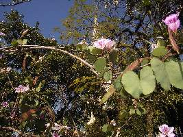 2008_10_03_leopoldo035