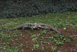 2008_10_14iguacu_008