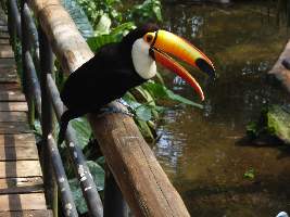 2008_10_14iguacu_018