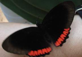 2008_10_14iguacu_024