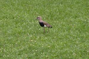 2008_10_15iguacu_011