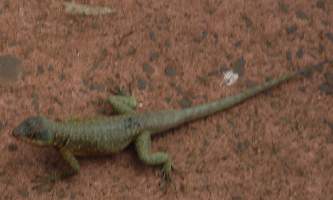 2008_10_15iguacu_062