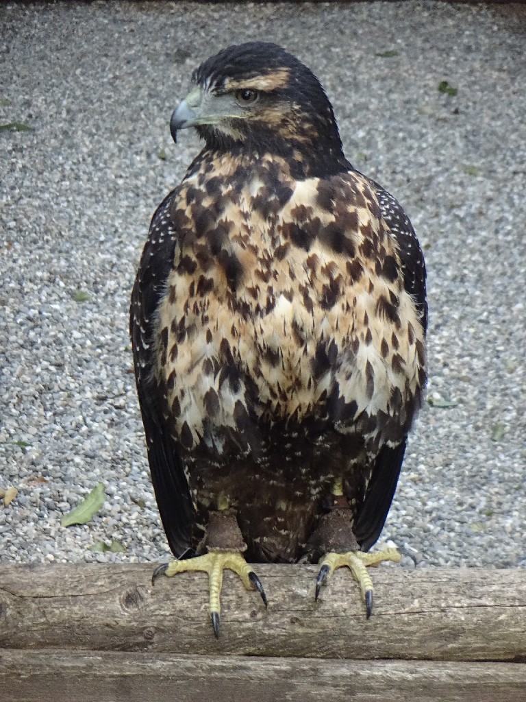 2024_09_21schillingsfuerst100z