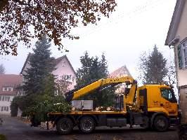 2011weihnachtsbaum100