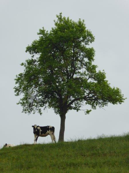 markierungswanderung_kilchberg_baselland_2018160.jpg