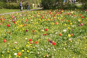 Tulpenbluehte14