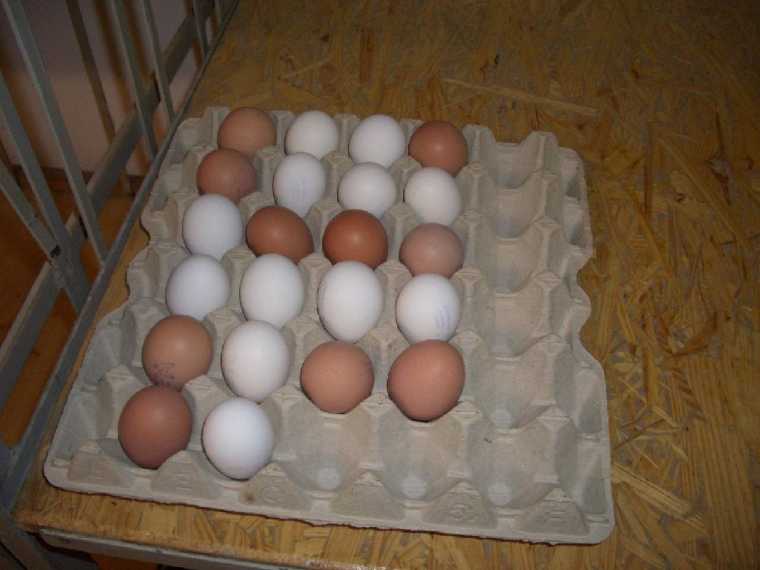 huenerfarm100.jpg