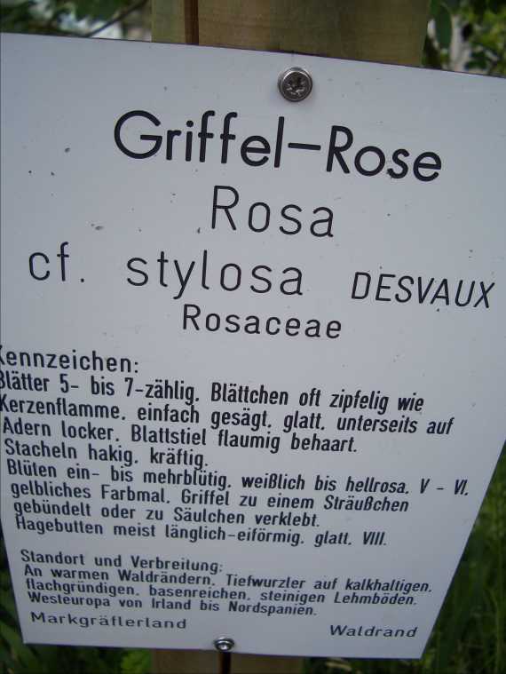 wildrosengarten160.jpg