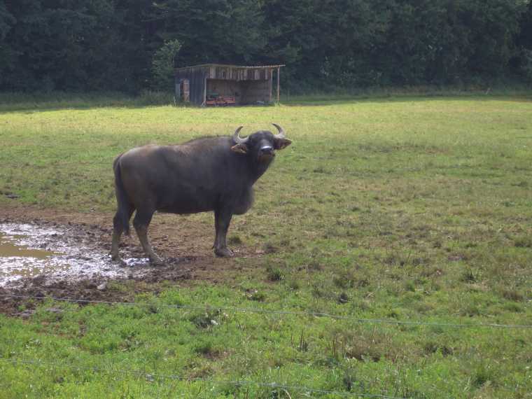 oedenwald550.jpg